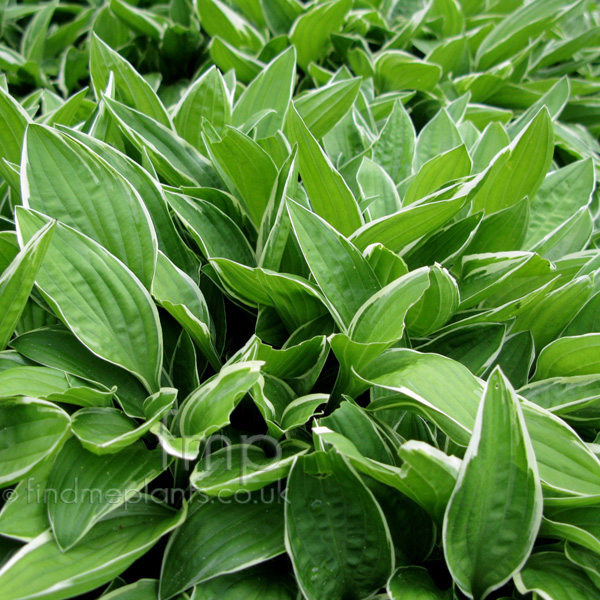 Big Photo of Hosta Sieboldii Lf