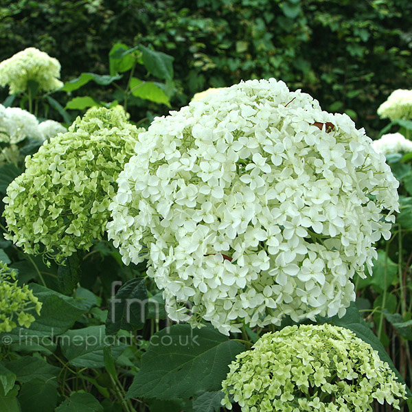 Return to Hydrangea Arborescens Plant Information