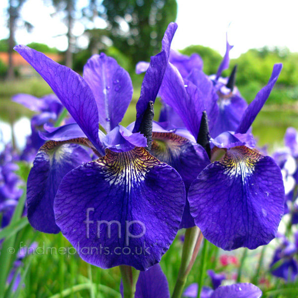 Big Photo of Iris Sibirica, Flower Close-up