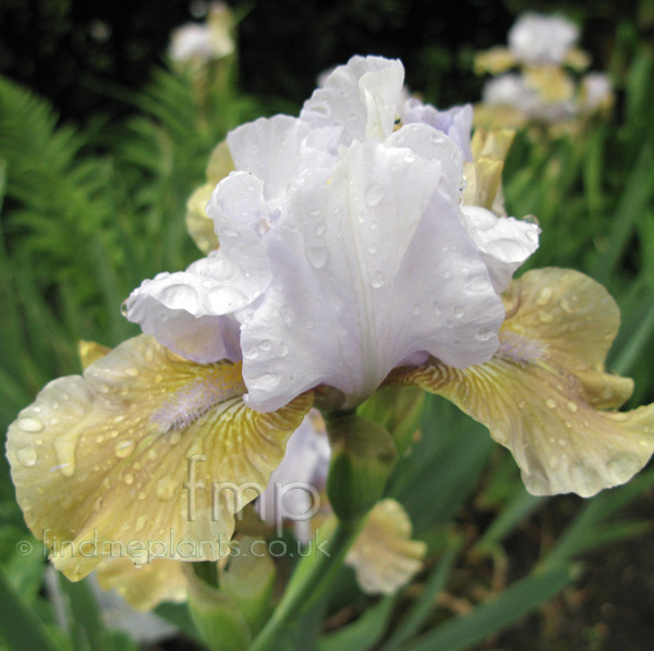 Big Photo of Iris  , Flower Close-up