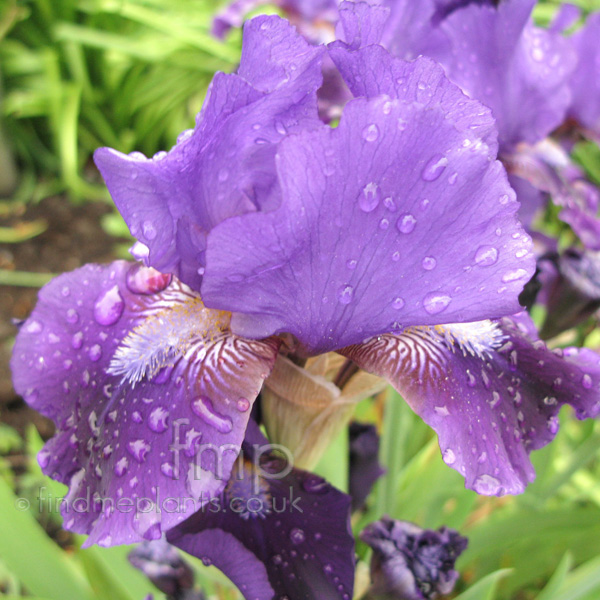 Big Photo of Iris , Flower Close-up