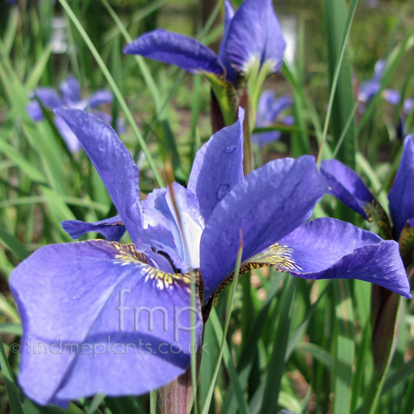 Big Photo of Iris Sibirica, Flower Close-up