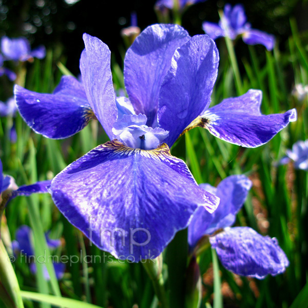 Big Photo of Iris  Sibirica