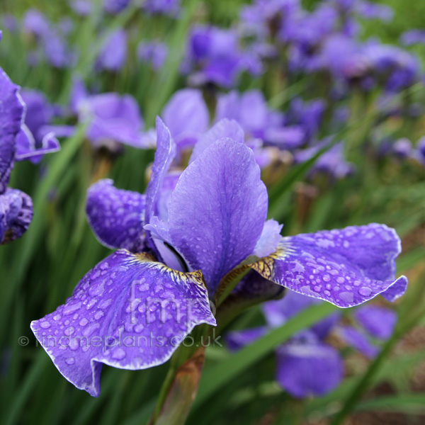 Big Photo of Iris  Sibirica, Flower Close-up