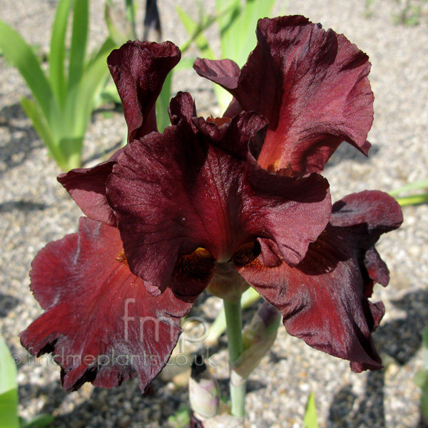 Big Photo of Iris  , Flower Close-up