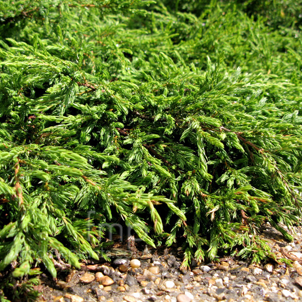 Big Photo of Juniperus Communis, Leaf Close-up