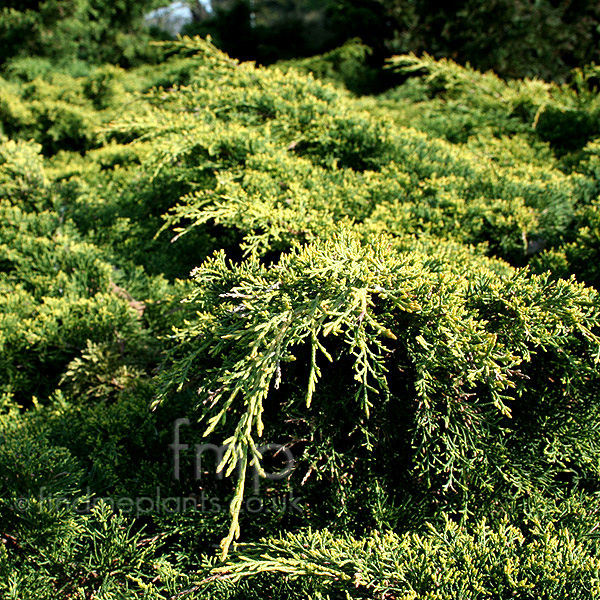 Big Photo of Juniperus X Pfitzeriana