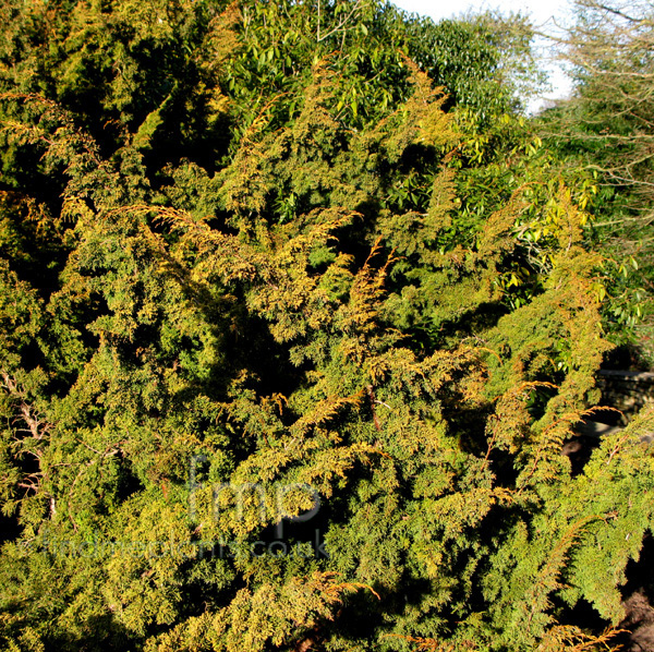 Big Photo of Juniperus  Chinensis