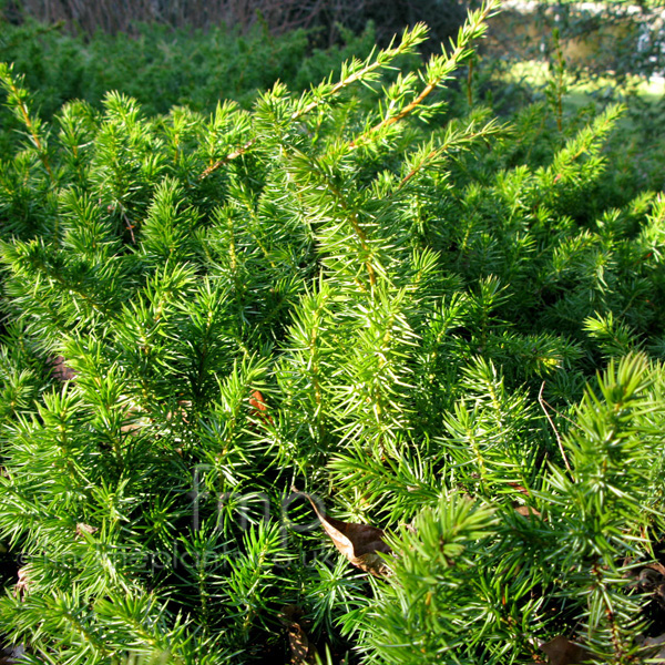 Big Photo of Juniperus  Rigida