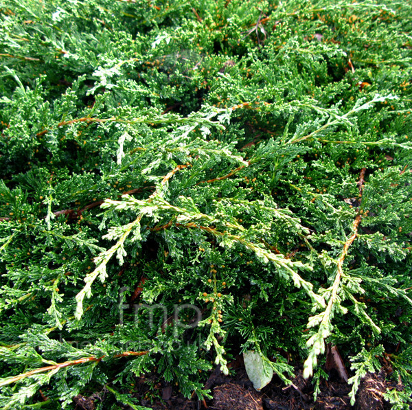 Big Photo of Juniperus Chinensis