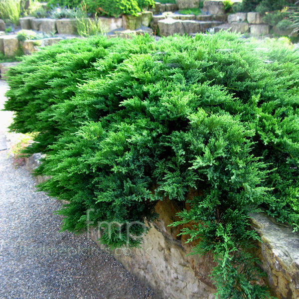 Big Photo of Juniperus Scopulorum, Flower Close-up