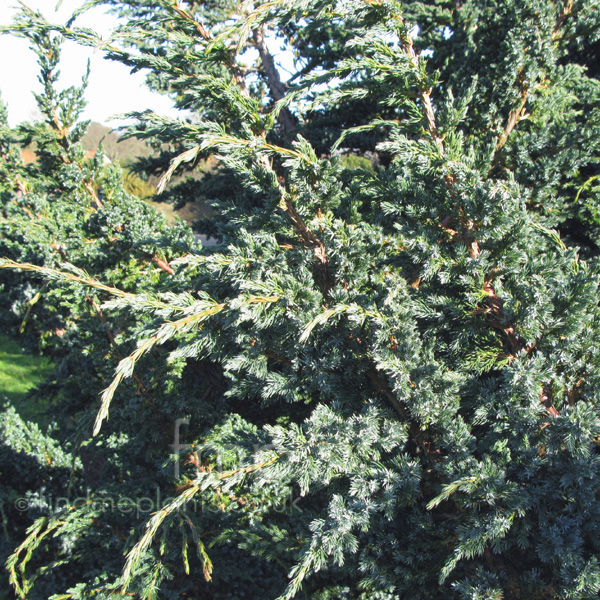 Big Photo of Juniperus Squamata