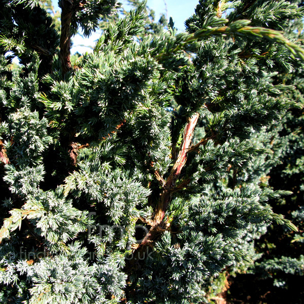 Big Photo of Juniperus Squamata