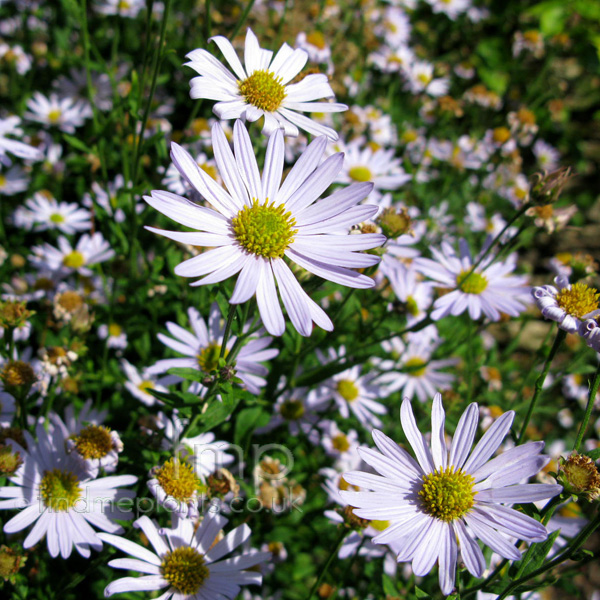 Big Photo of Kalimeris Incisa, Flower Close-up
