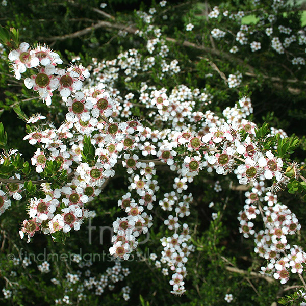 Big Photo of Leptospermum Flavescens