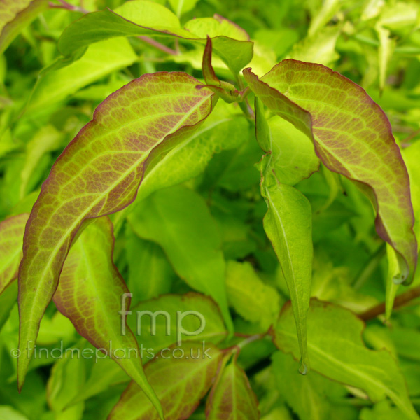 Big Photo of Leycesteria Formosa, Leaf Close-up