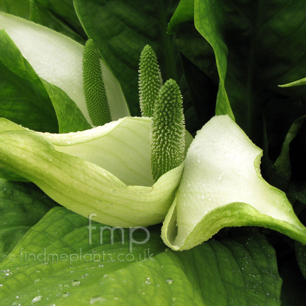 Big Photo of Lysichiton Americanus, Flower Close-up