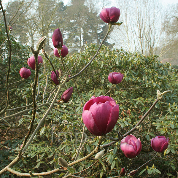 Big Photo of Magnolia 