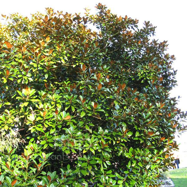 Big Photo of Magnolia Grandiflora