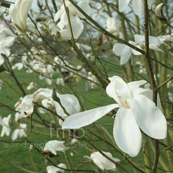 Big Photo of Magnolia Kewensis