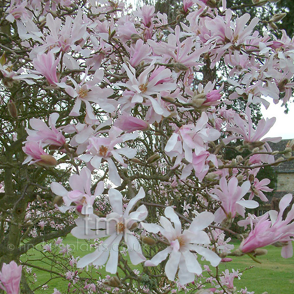Big Photo of Magnolia X Loebneri