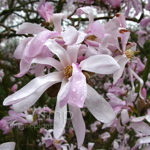 Big Photo of Magnolia X Loebneri, Flower Close-up