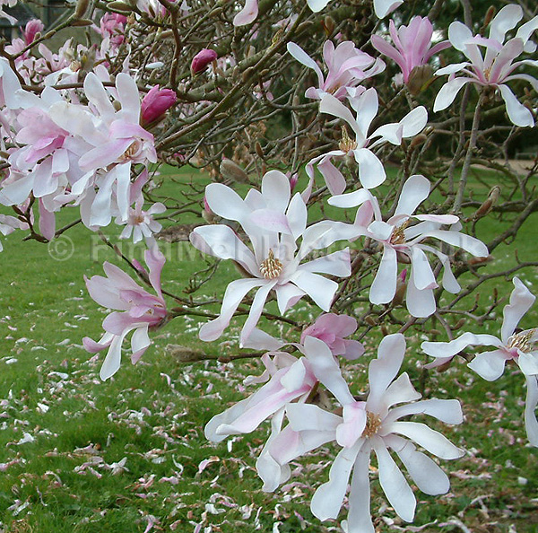 Big Photo of Magnolia X Loebneri