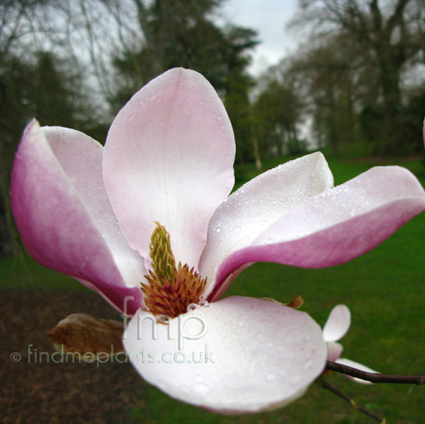 Big Photo of Magnolia Soulangiana, Flower Close-up