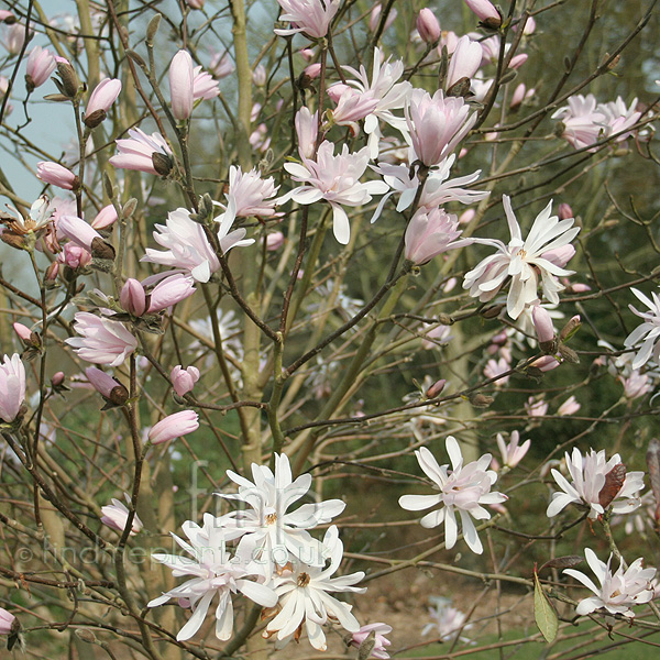 Big Photo of Magnolia Stellata