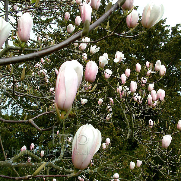 Big Photo of Magnolia X Veitchii