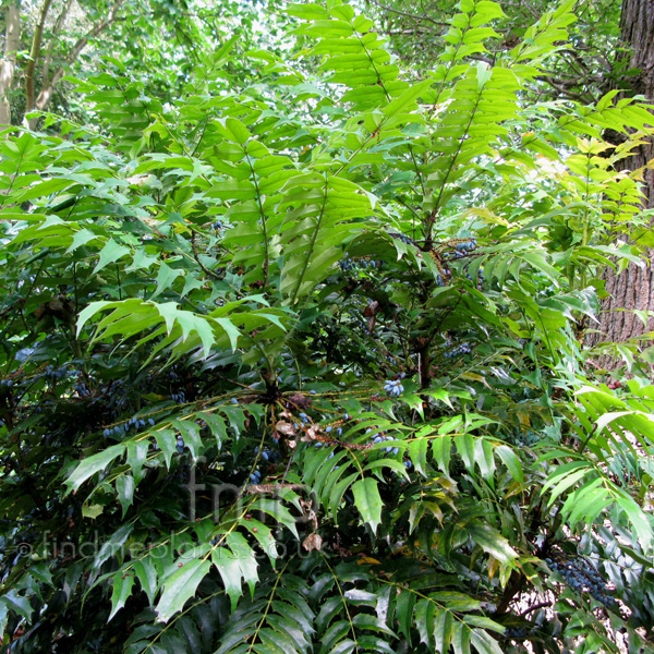 Big Photo of Mahonia Lomariifolia