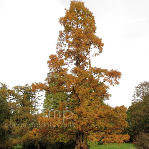 Big Photo of Metasequoia Glyptostroboides