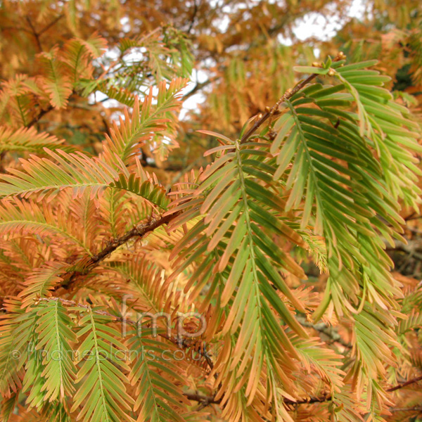 Big Photo of Metasequoia Glyptostroboides, Leaf Close-up