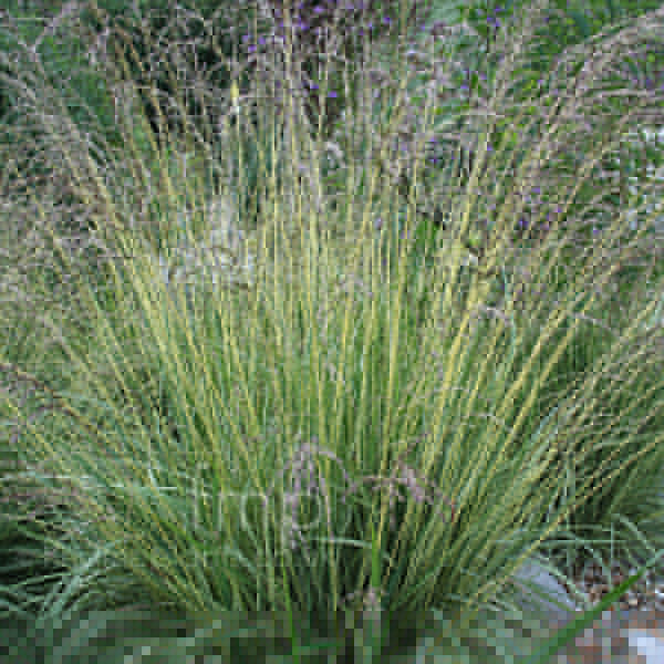 Big Photo of Molinia Variegata