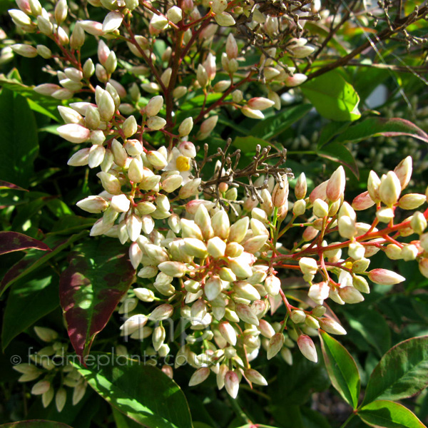 Big Photo of Nandina Domestica, Flower Close-up