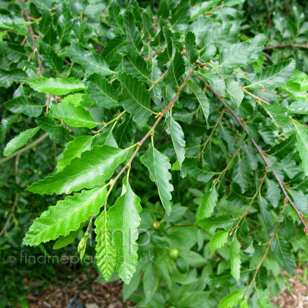 Big Photo of Nothofagus Obliqua, Leaf Close-up