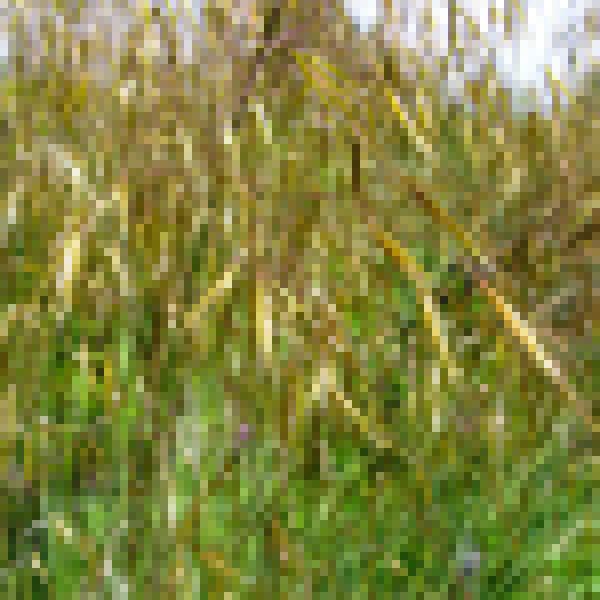 Big Photo of Oatgrass