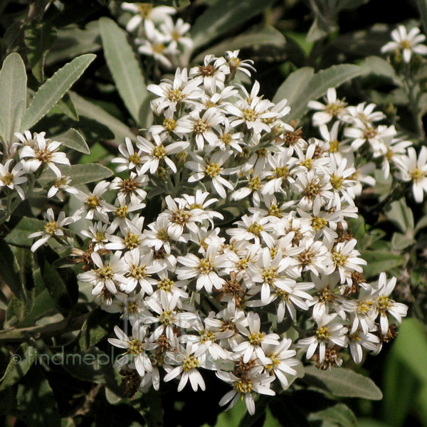 Big Photo of Olearia X Mollis, Flower Close-up