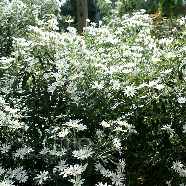 Big Photo of Olearia X Scilloniensis