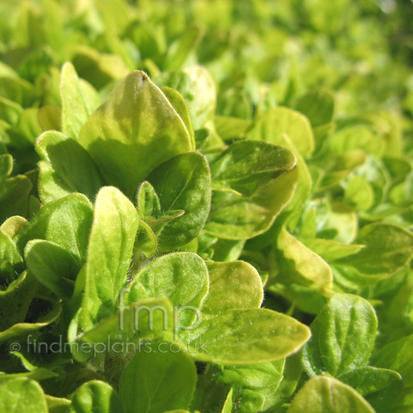 Big Photo of Origanum Vulgare, Leaf Close-up