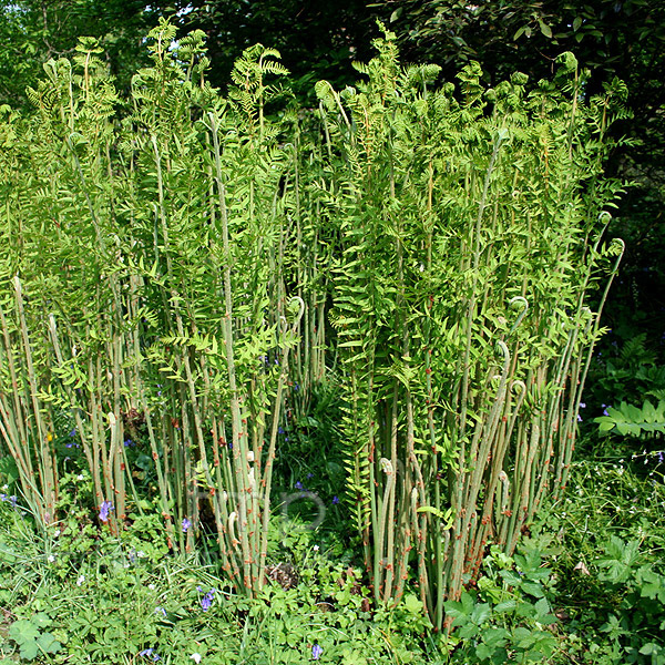 Big Photo of Osmunda Regalis