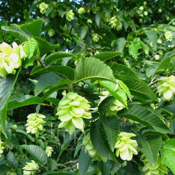 Big Photo of Ostrya Virginiana, Flower Close-up
