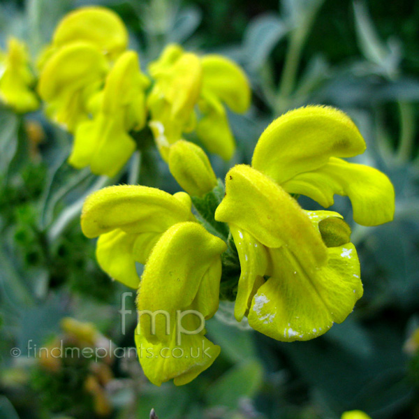 Big Photo of Phlomis Fruticosa, Flower Close-up