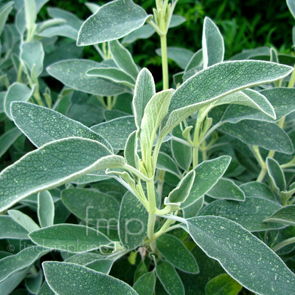 Big Photo of Phlomis Fruticosa, Leaf Close-up