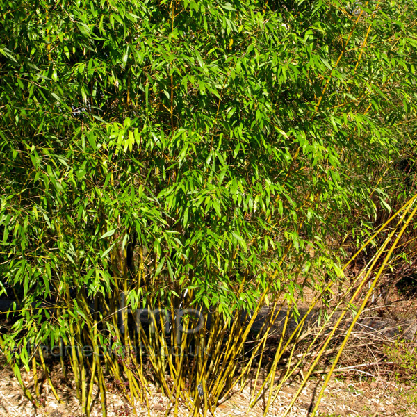 Big Photo of Phyllostachys Iridescens