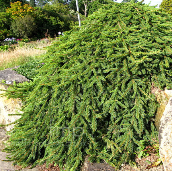 Big Photo of Picea Abies