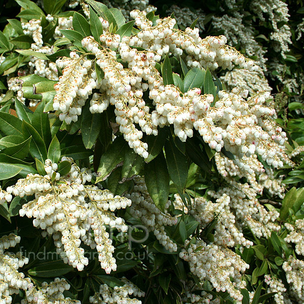pieris formosa wakehurst green plant shrubs variegated foliage shrub list flowers plants