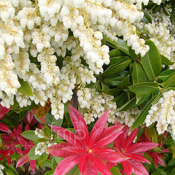Big Photo of Pieris Wakehurst