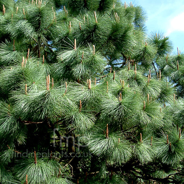 Big Photo of Pinus Montezumae