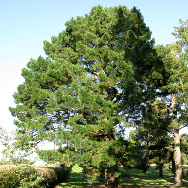 Big Photo of Pinus Radiata